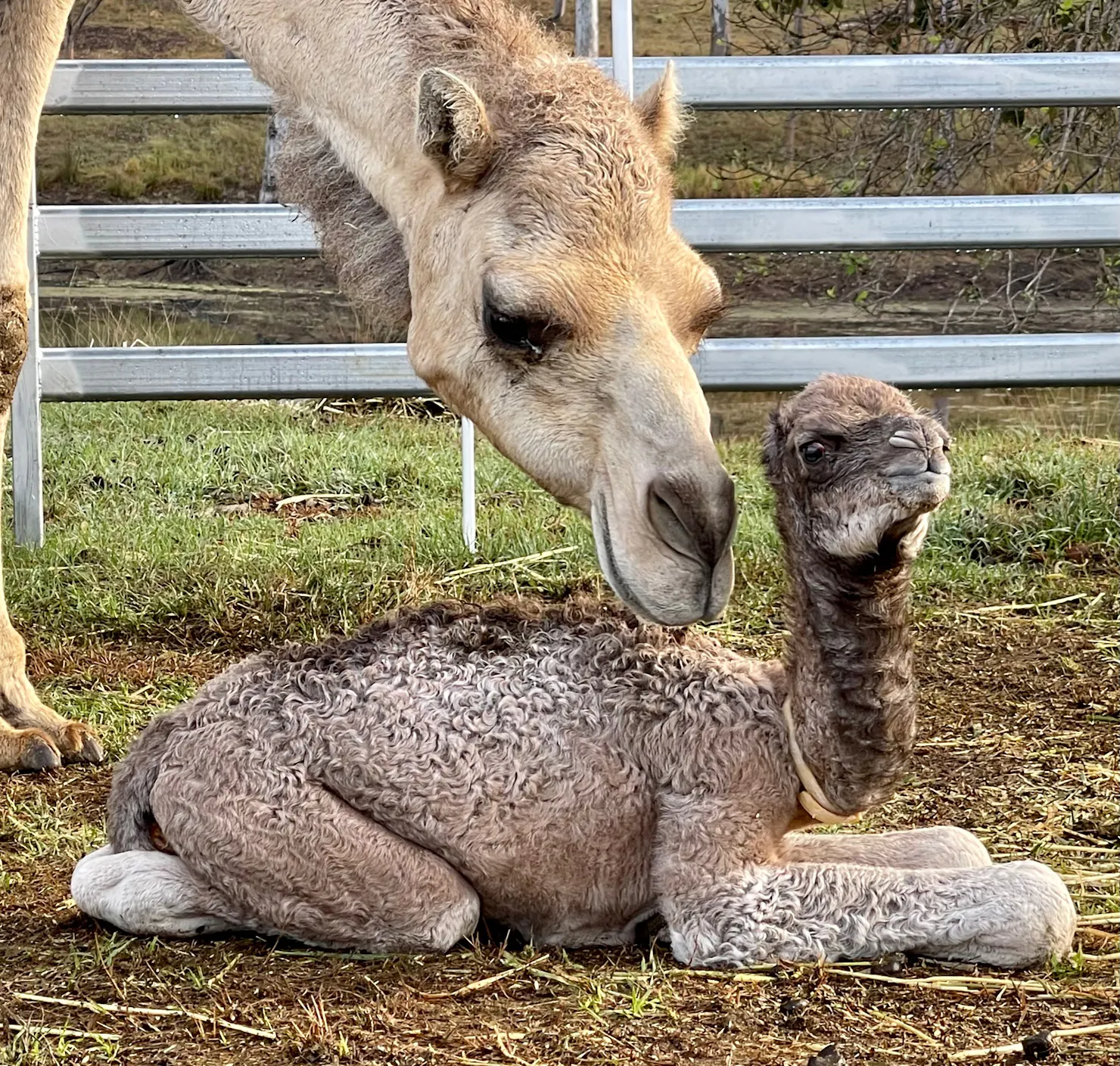 mother camel Jasime with baby Habibi here at Whispers Luxury Farmstay via Gympie Qld