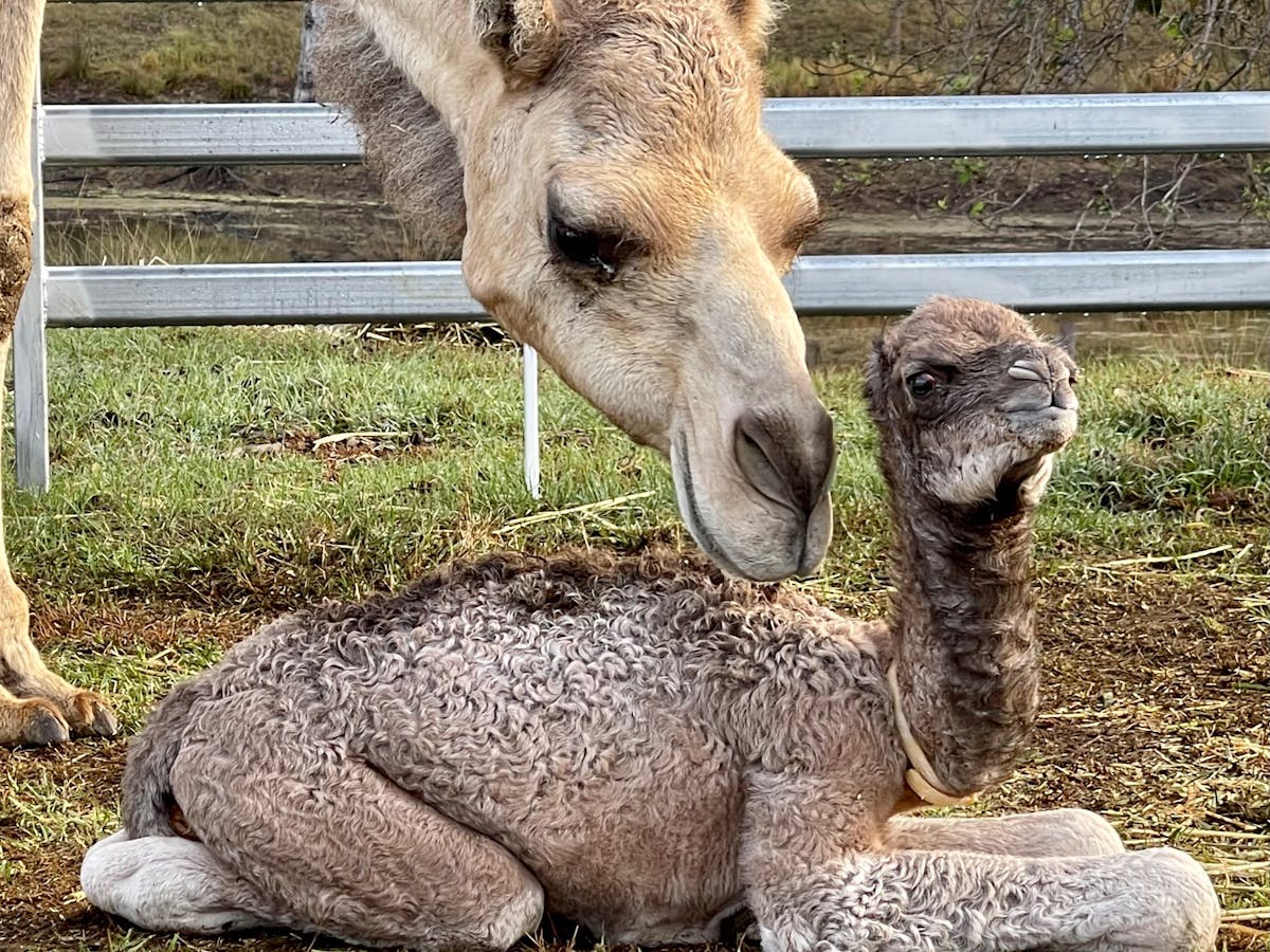 mother camel Jasime with baby Habibi here at Whispers Luxury Farmstay via Gympie Qld
