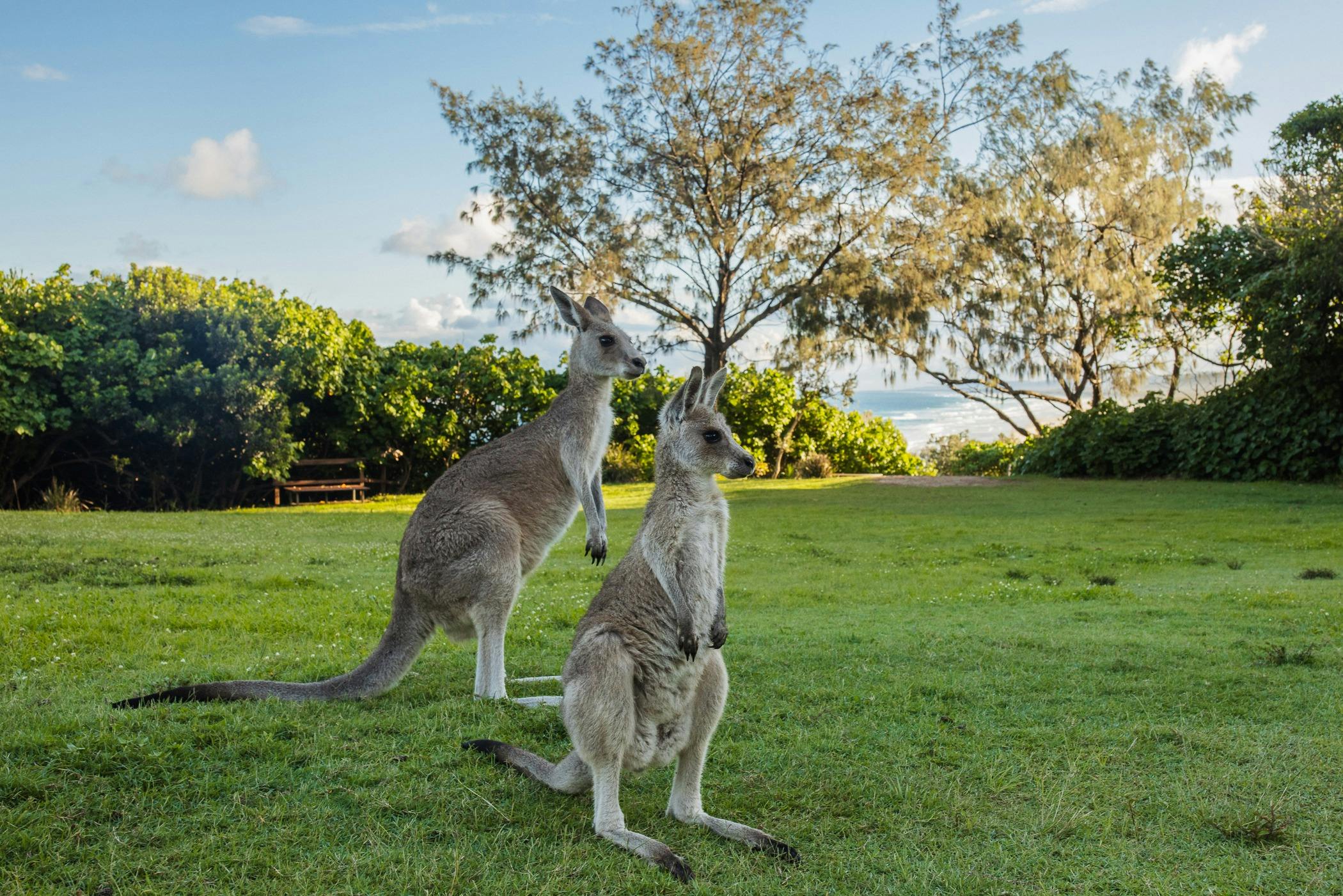 local kangaroos
