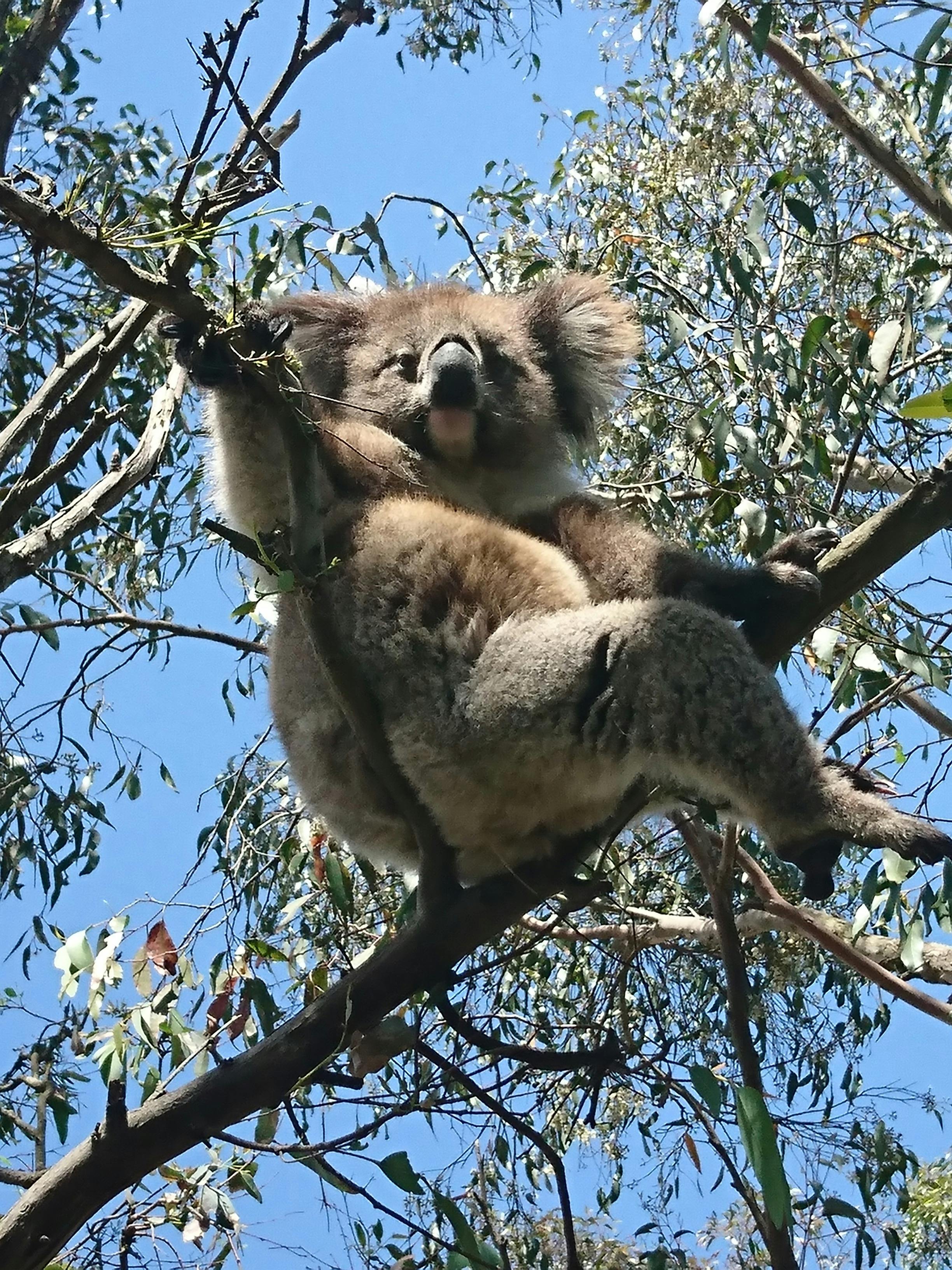 Koala - Adelaide Hills