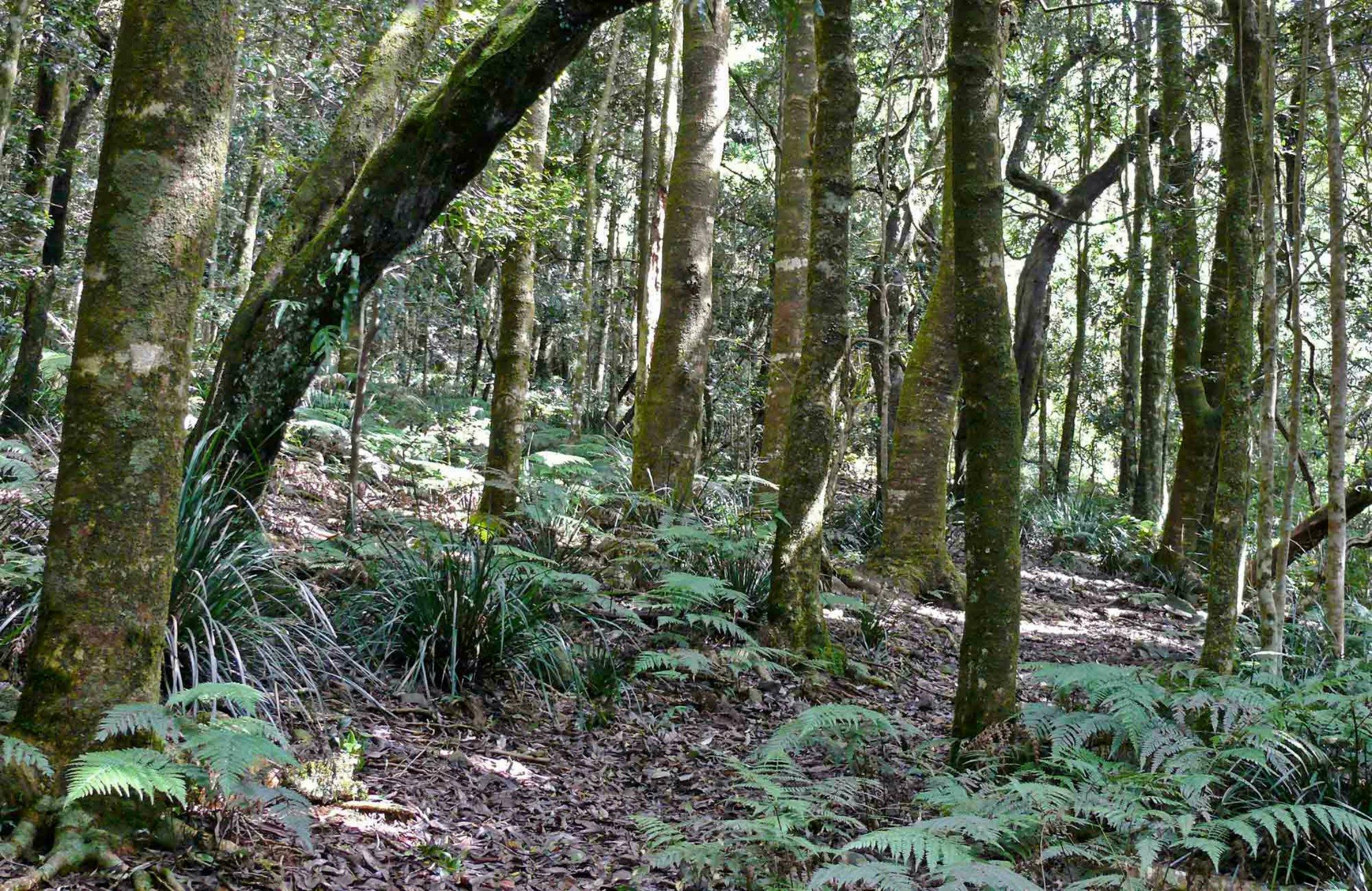 Summit walking track, Mount Hyland Nature Reserve. Photo: H Clark