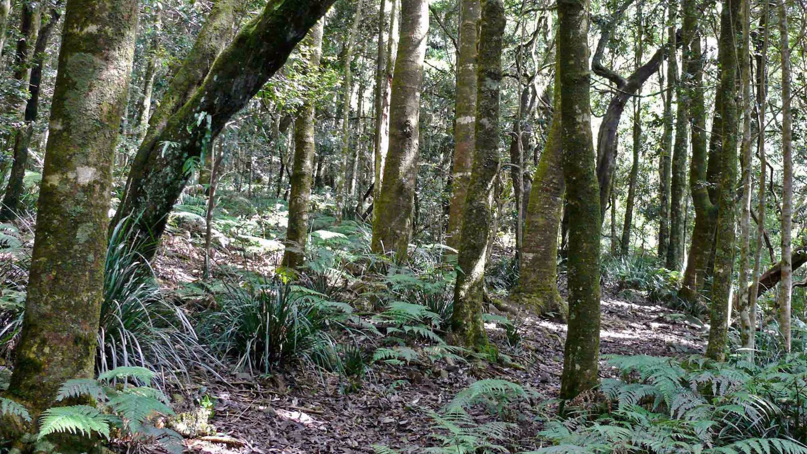 Summit Walking Track, Mount Hyland Nature Reserve