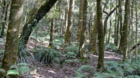 Summit walking track, Mount Hyland Nature Reserve. Photo: H Clark