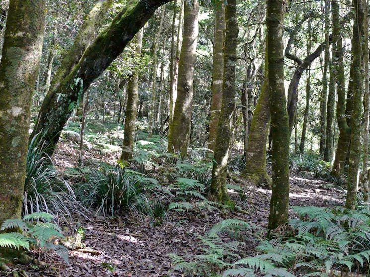 Summit walking track, Mount Hyland Nature Reserve. Photo: H Clark