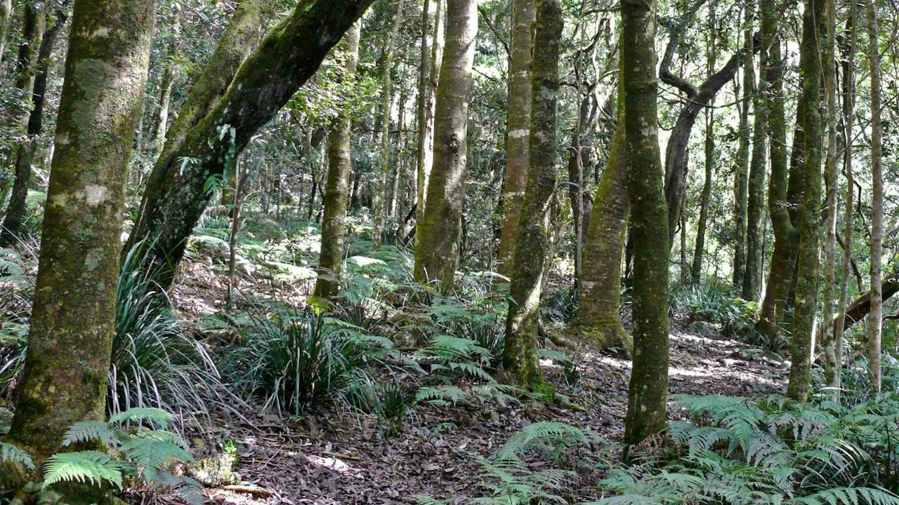 Summit Walking Track, Mount Hyland Nature Reserve