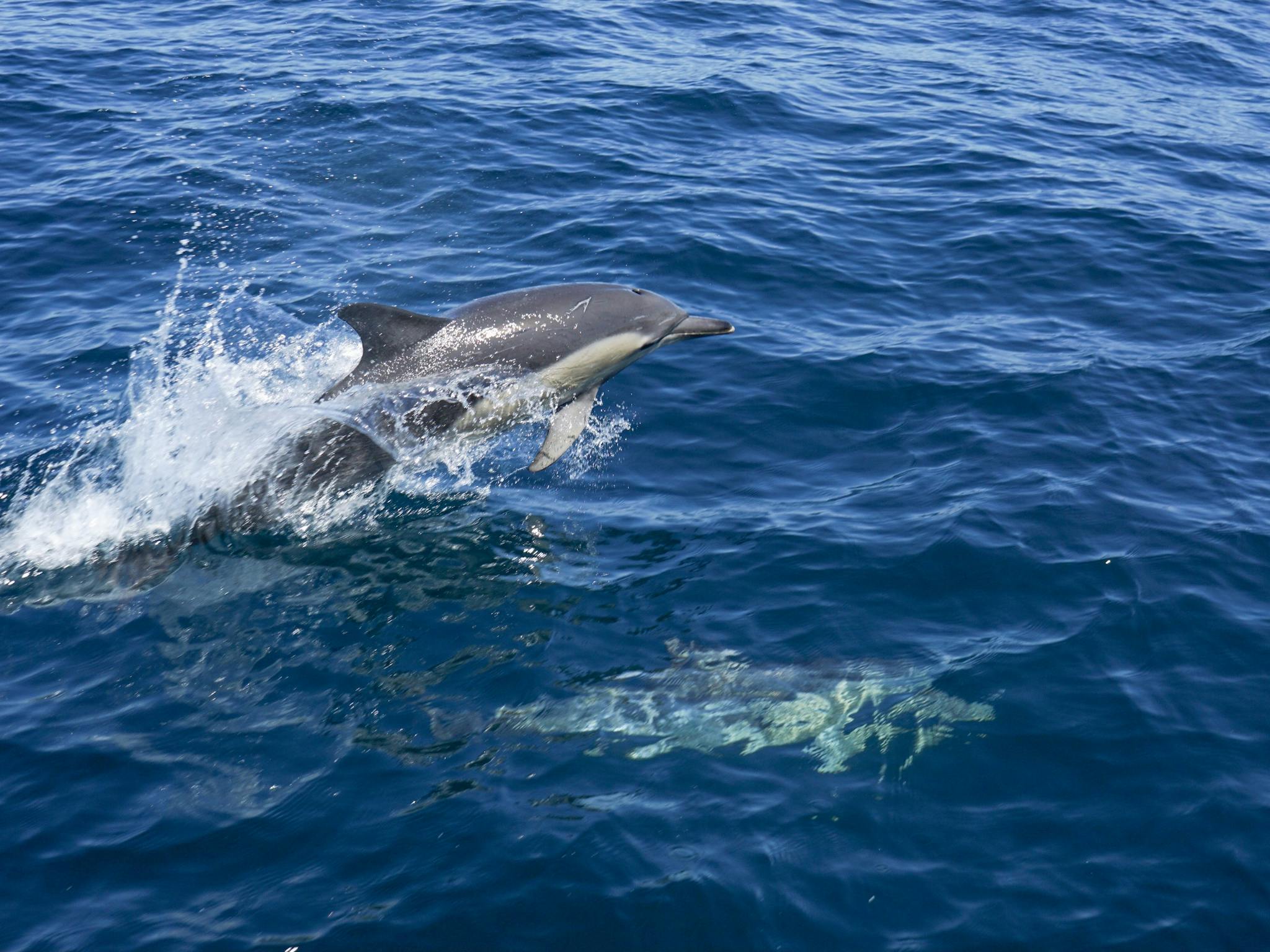 Jervis Bay Dolphins