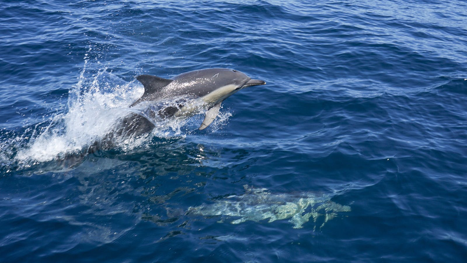Jervis Bay Dolphin Cruise
