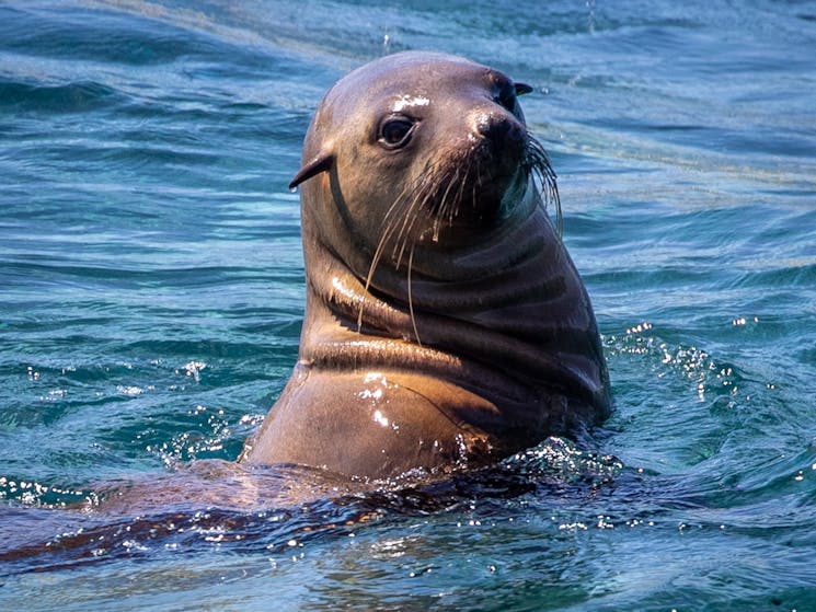 Seal Merimbula Bay, Merimbula Wildlife Tour, Merimbula Boat Tour