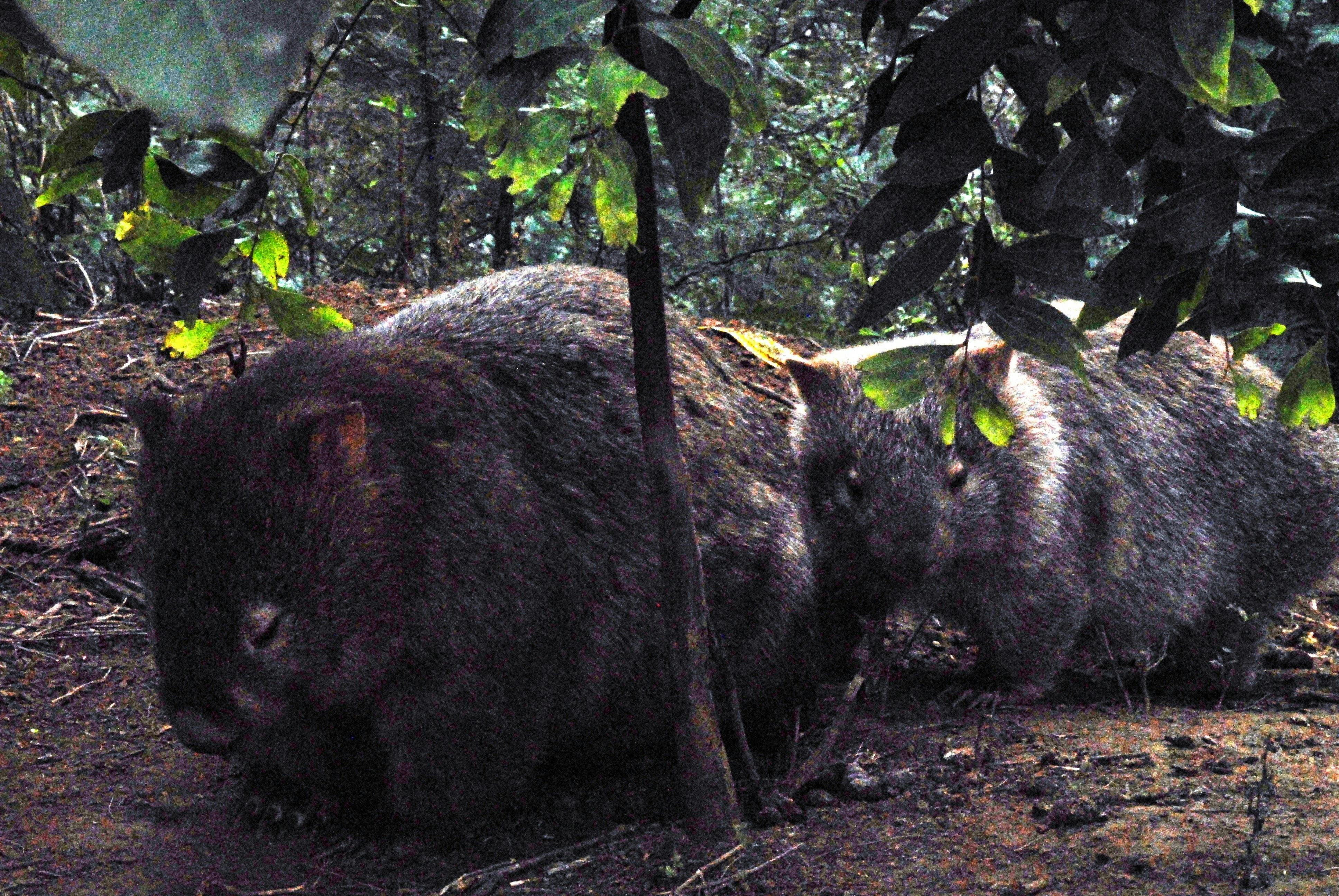 Walking with Wild Wombats