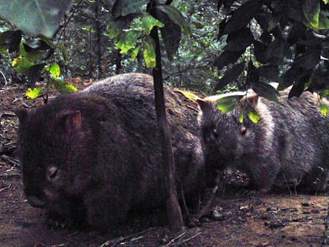 Walking with Wild Wombats