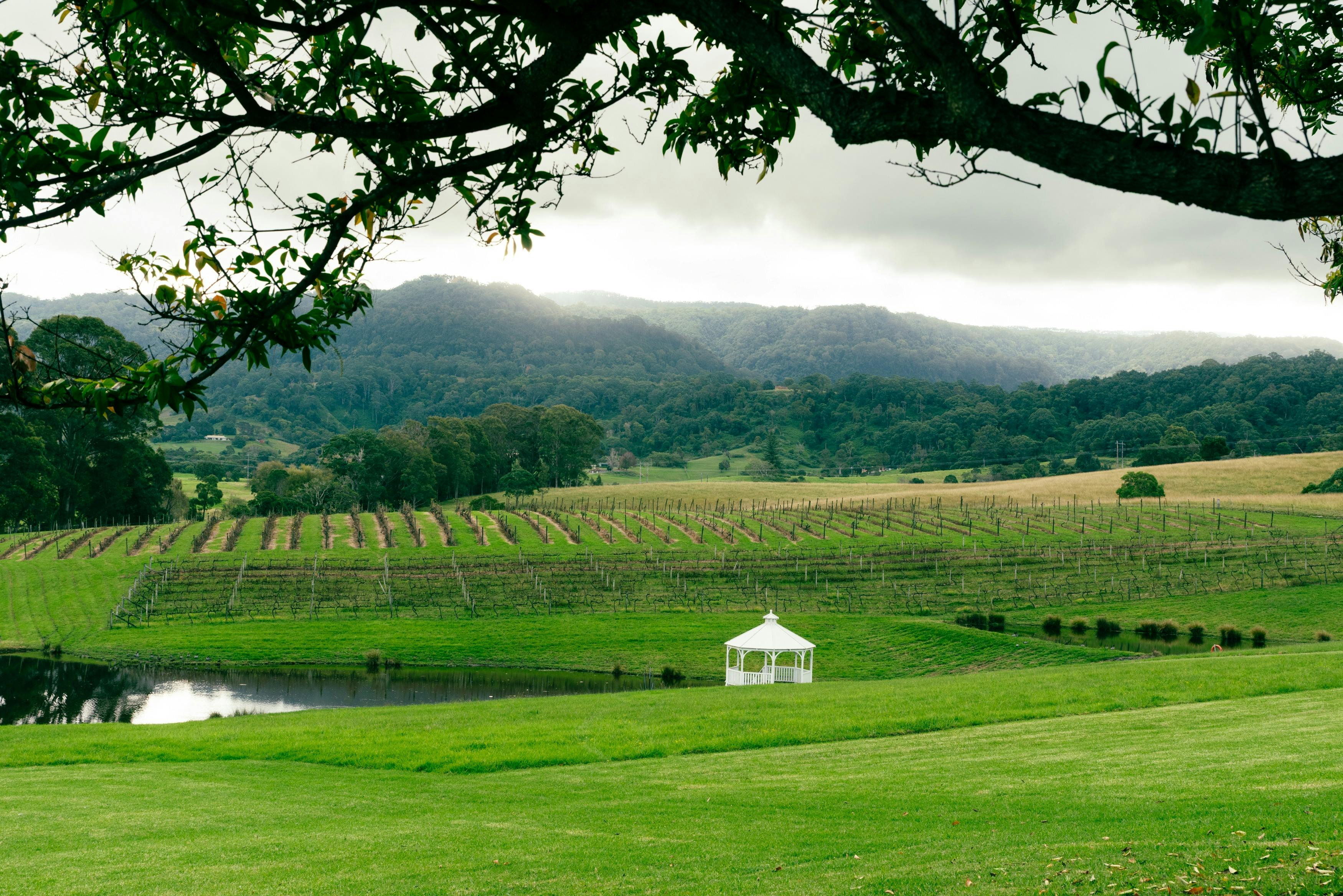 Vineyards in green valley with a white chapel and dam