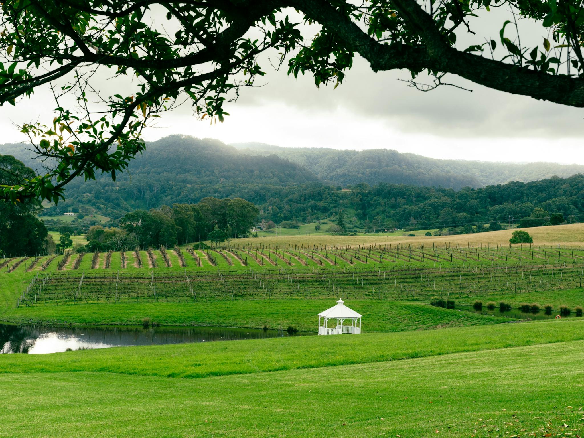Vineyards in green valley with a white chapel and dam