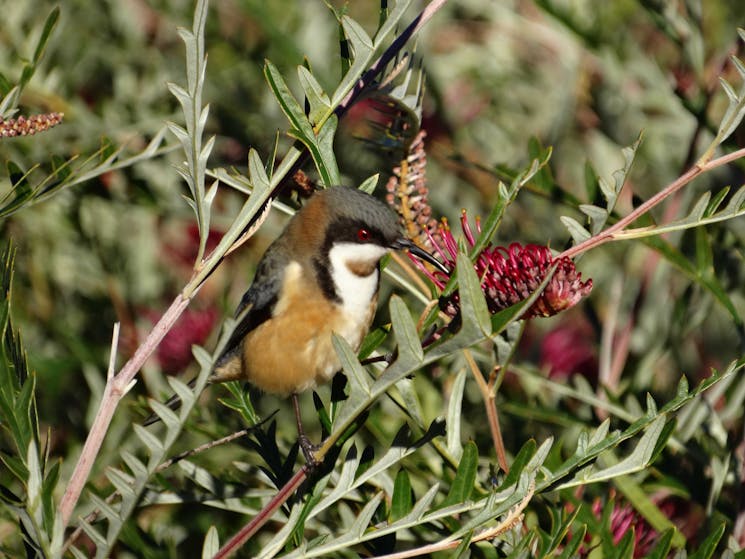 Our native plants in The Gatehouse garden attract good numbers of honeyeaters and  fly catchers