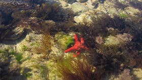 Point Danger Marine Sanctuary