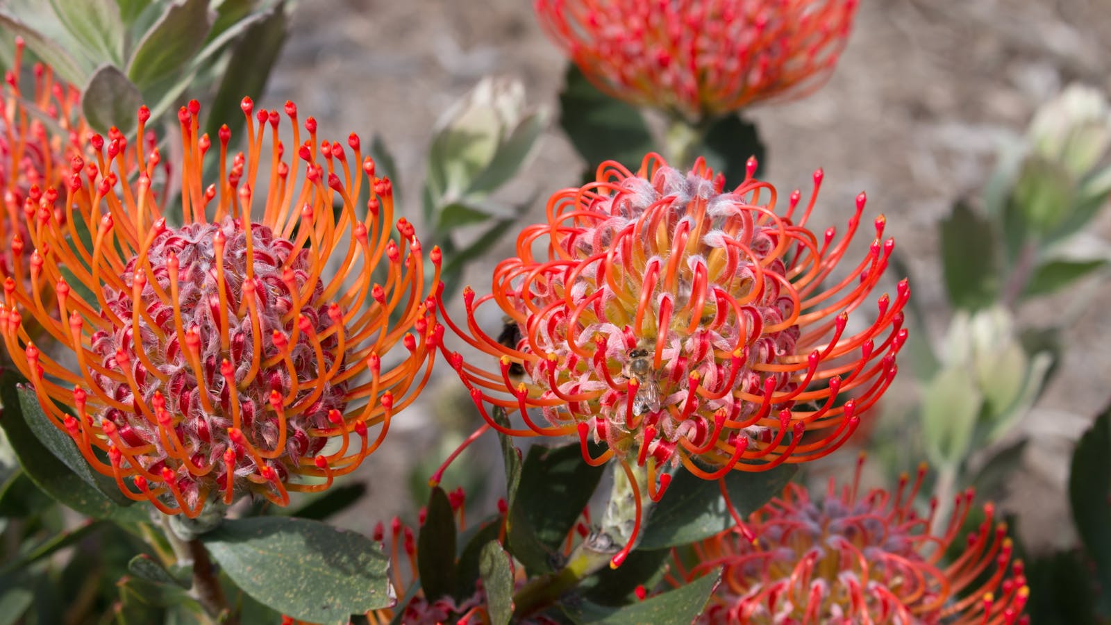 Inala Jurassic Garden