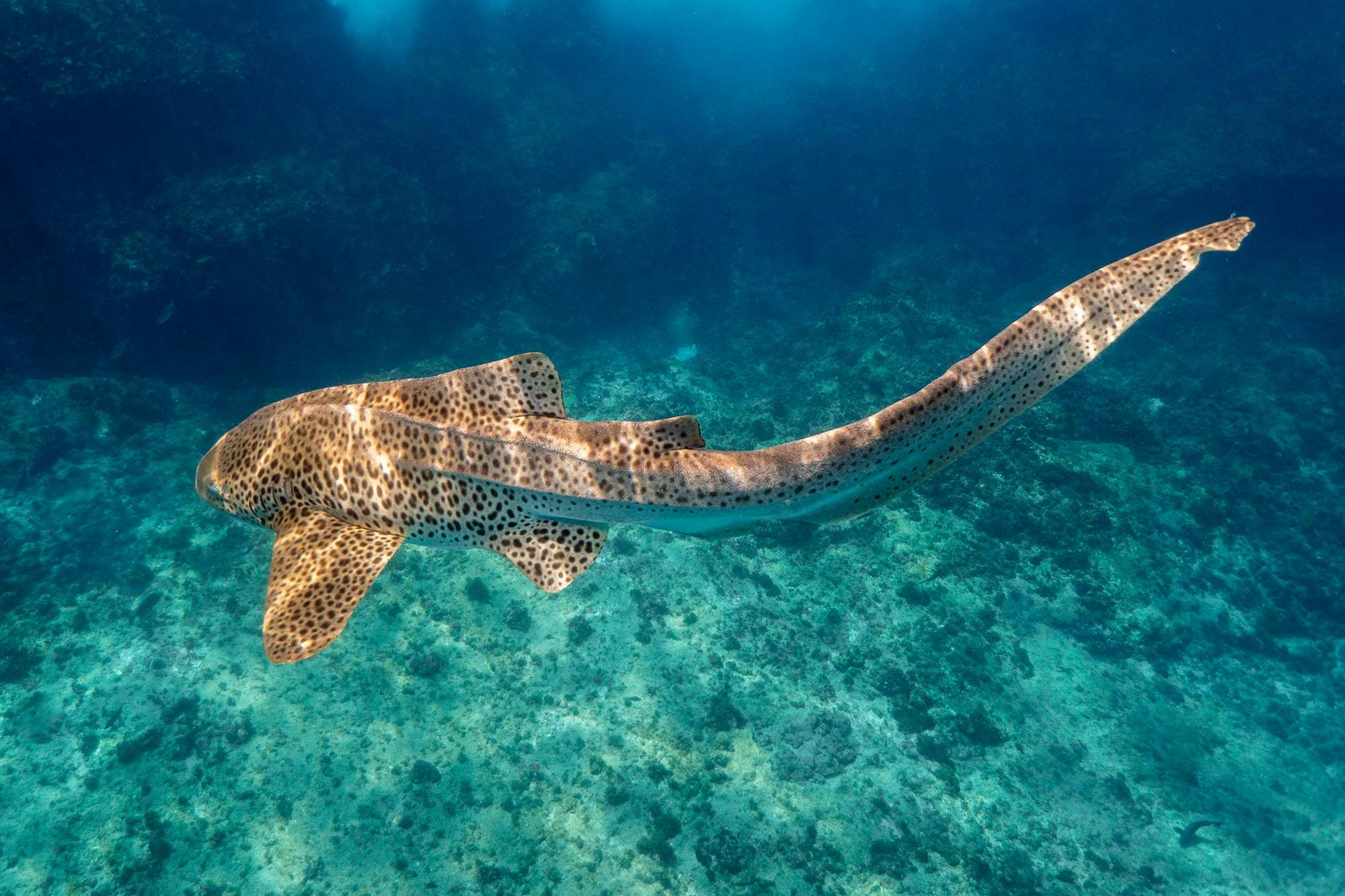Leopard shark