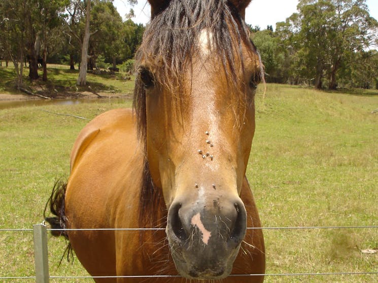 Kilbeggan Cottage Horses