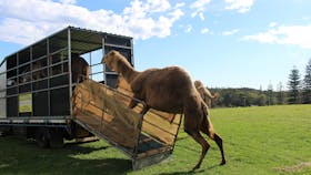 Port Macquarie Camel Safaris