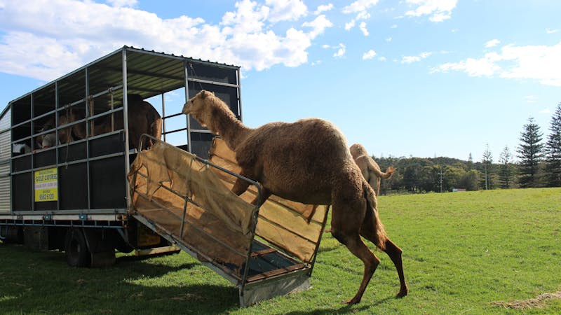 Port Macquarie Camel Safaris Port Macquarie