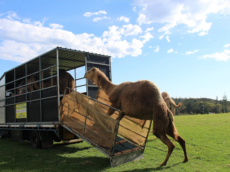 Port Macquarie Camel Safaris