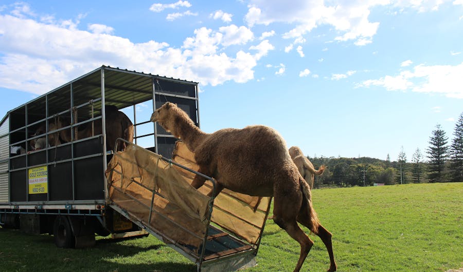 Port Macquarie Camel Safaris Port Macquarie Camel Safaris