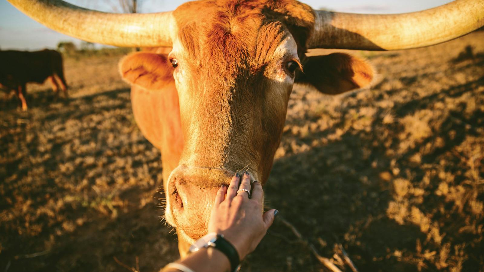 Texas Longhorn Charters Towers