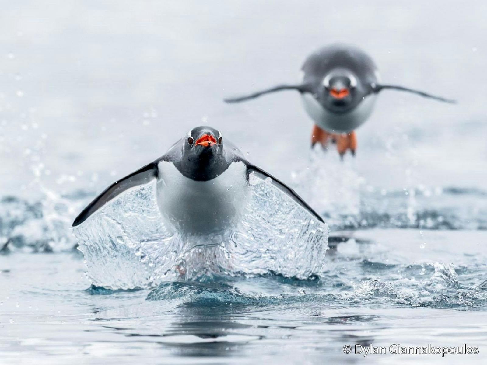 Breakwater Flight by Dylan Giannakopoulos