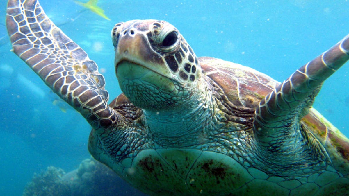 Snorkelling with a Turtle Snorkelling with a Turtle