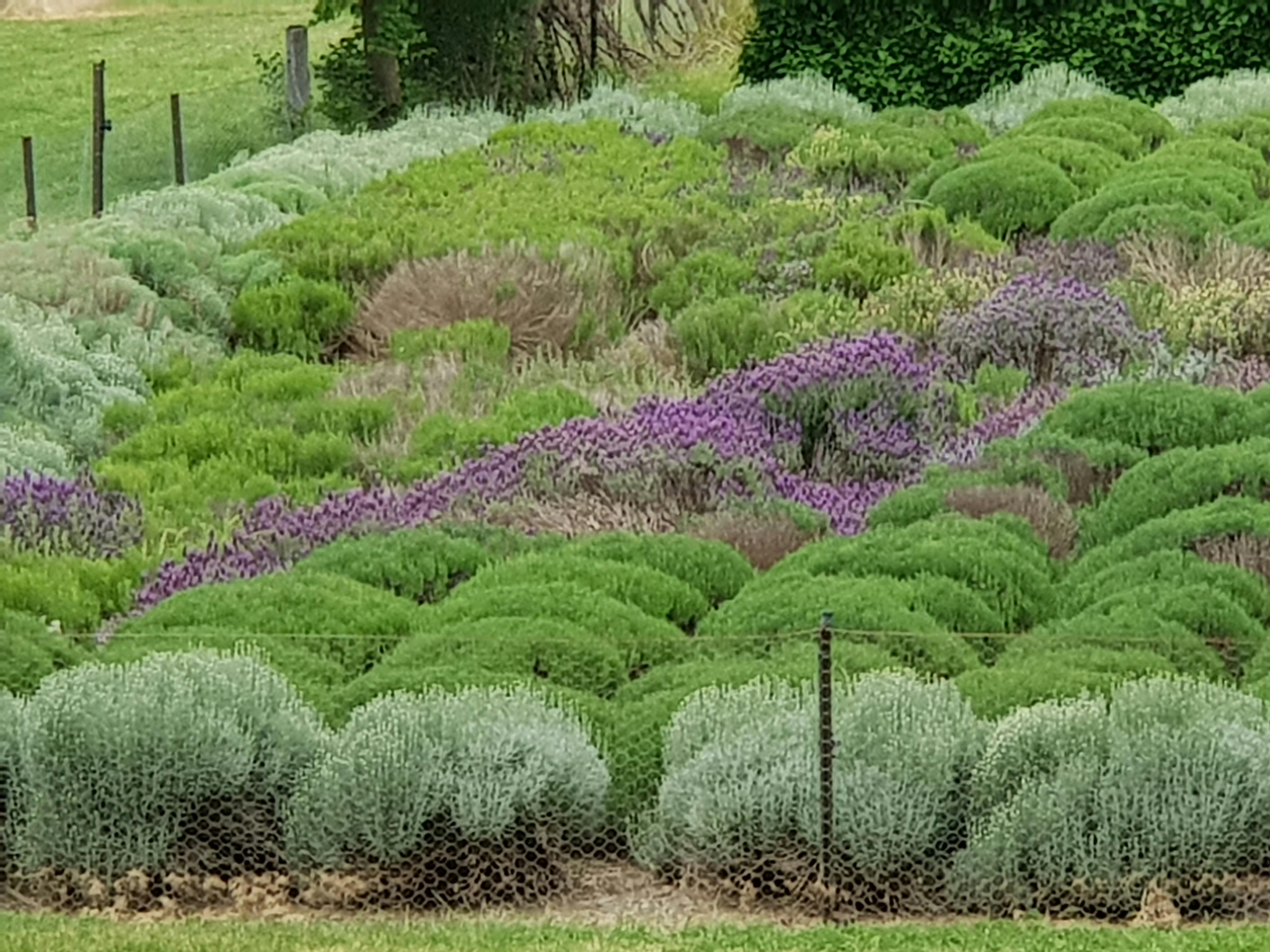 Lavender farm
