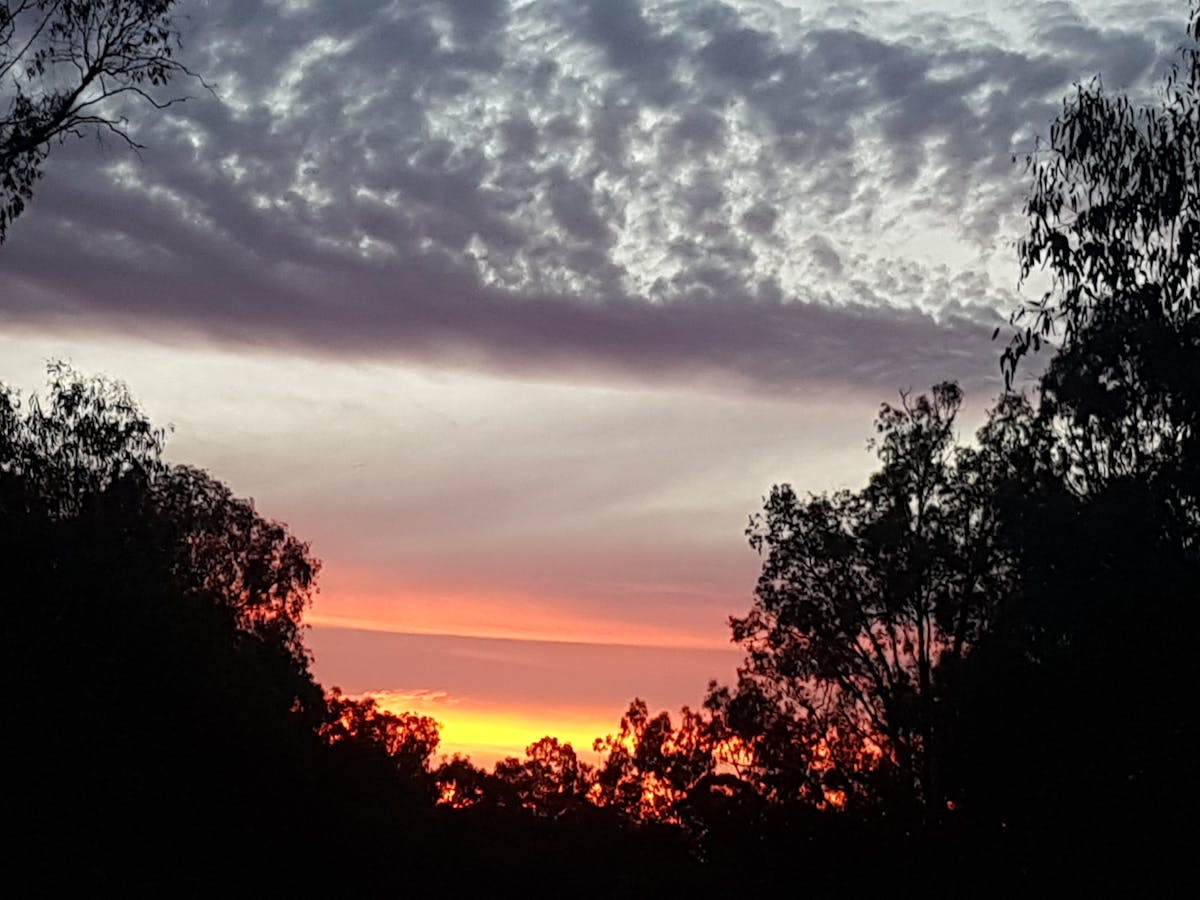 SUNSET THRU THE TREES