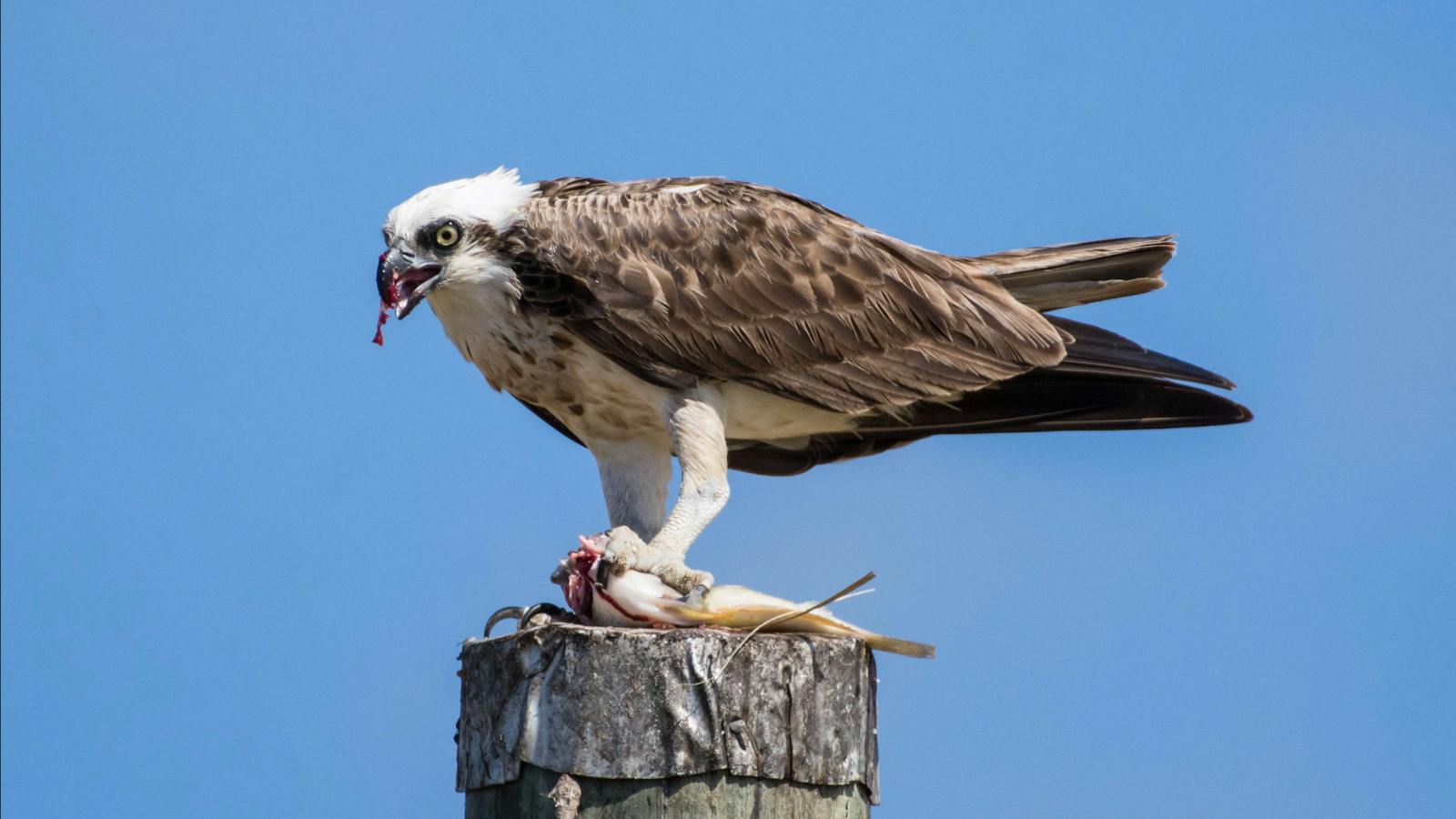 Eastern Osprey