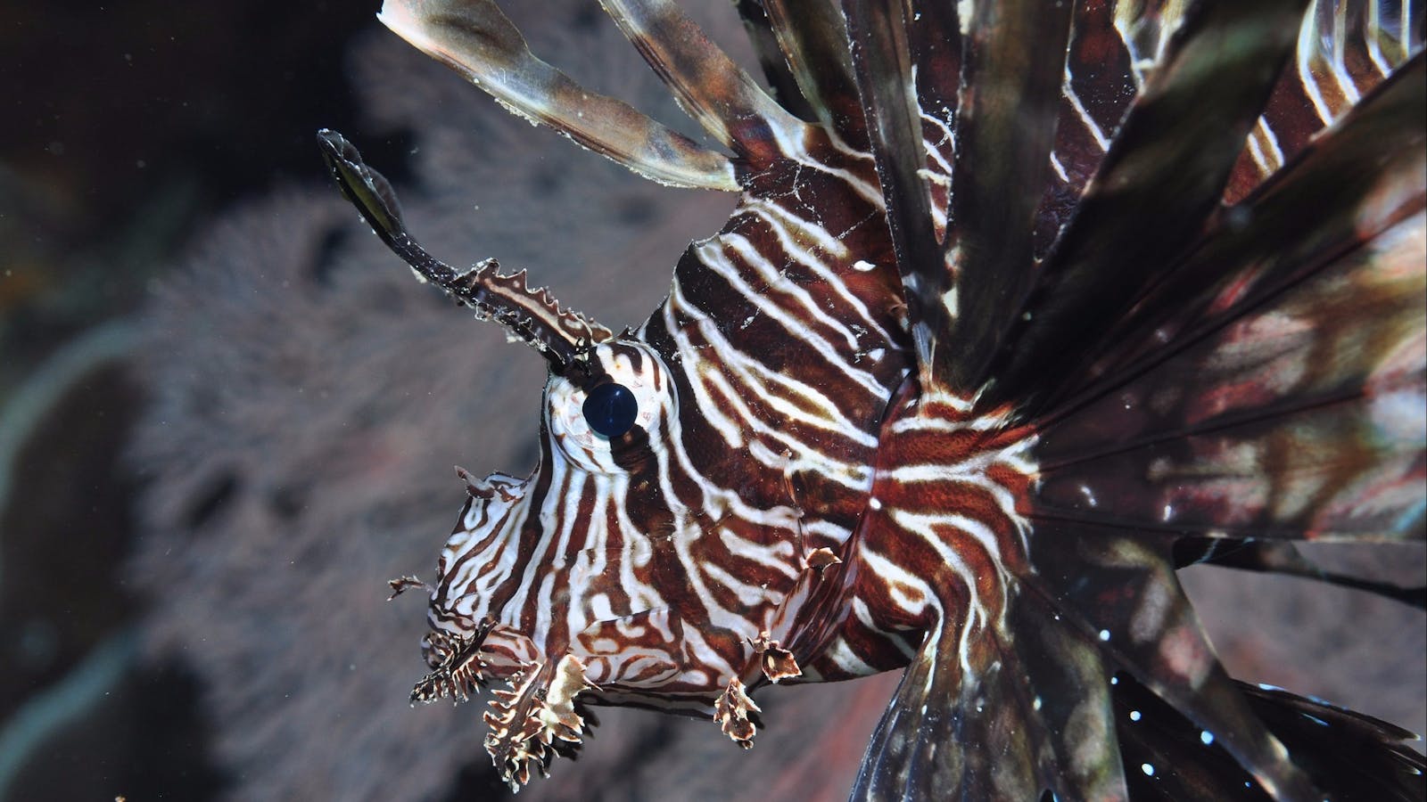 Southern Small Detached Reef Dive Site