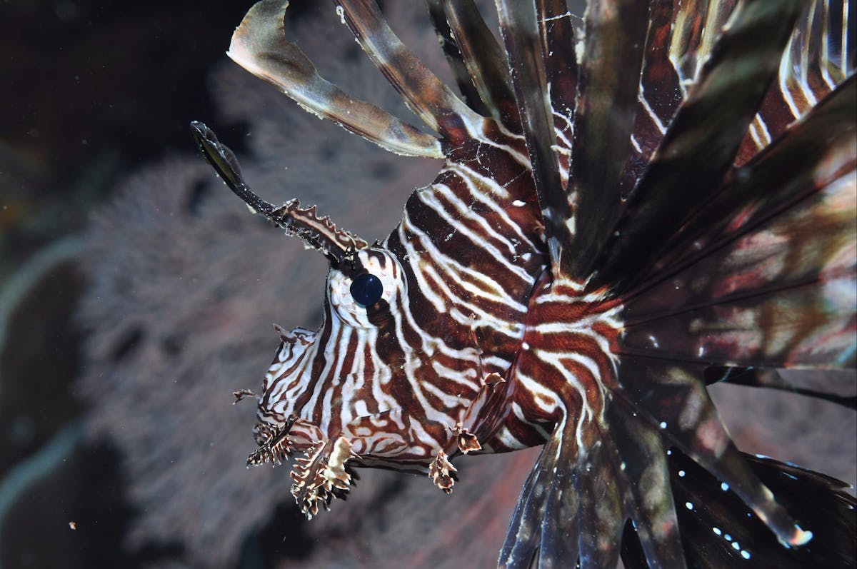 Southern Small Detached Reef