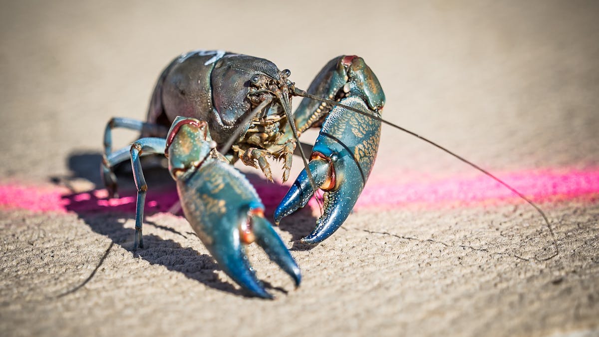 Yabby Races run after every Camel Race