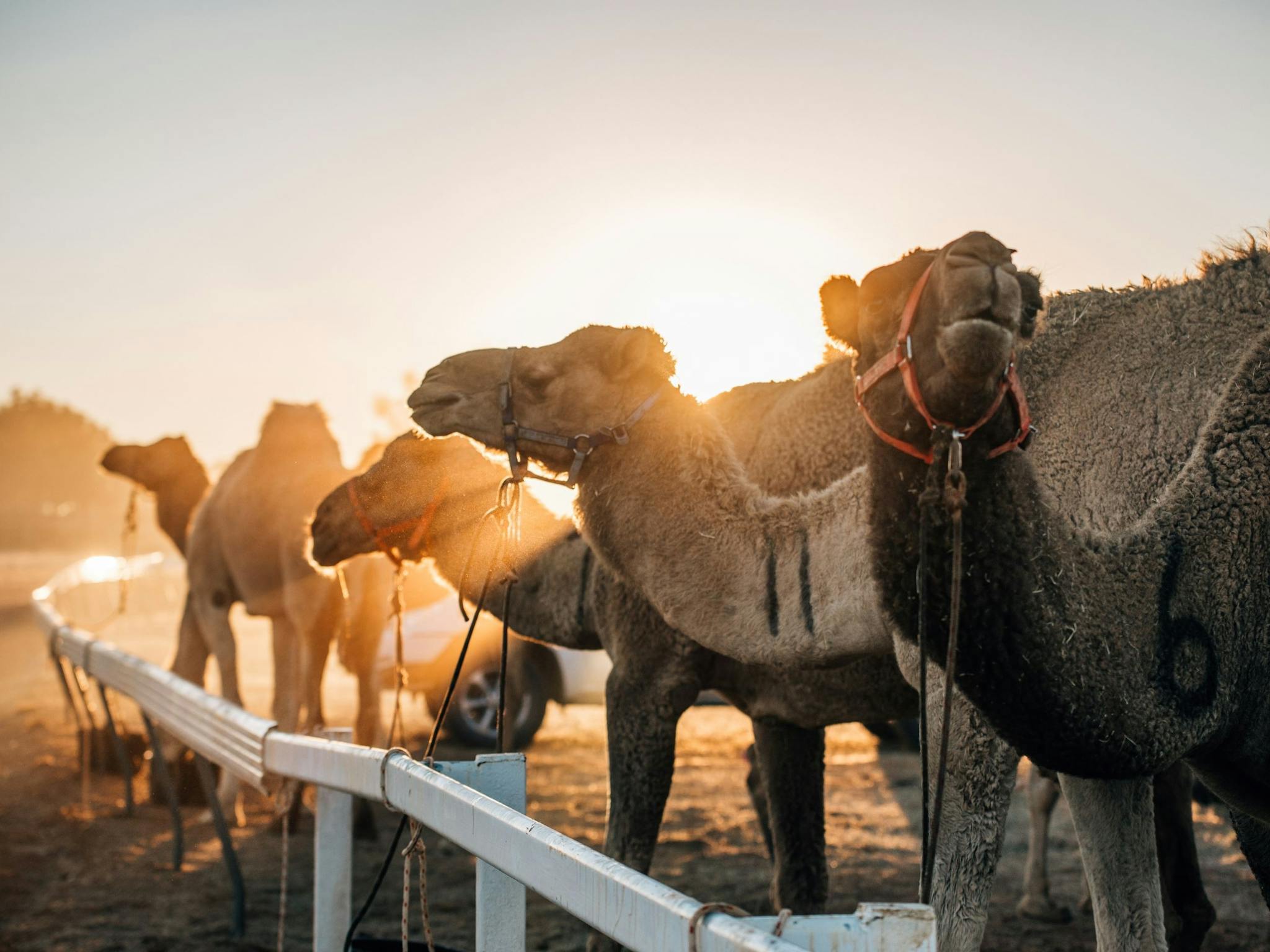 Outback Camel Trail Outback Camel Trail