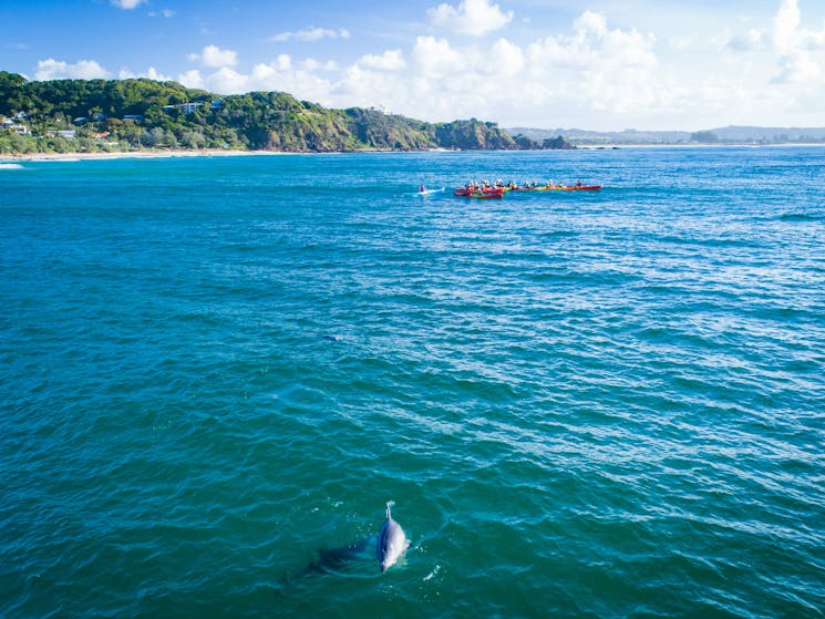 kayak with the dolphins in Byron Bay