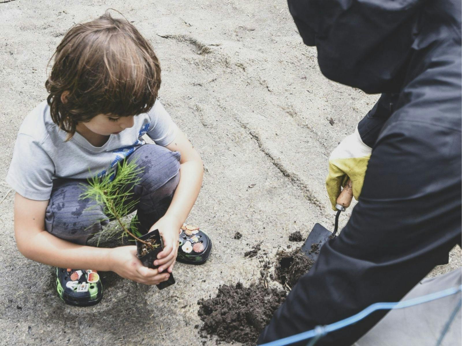 Child planting tree in the ground