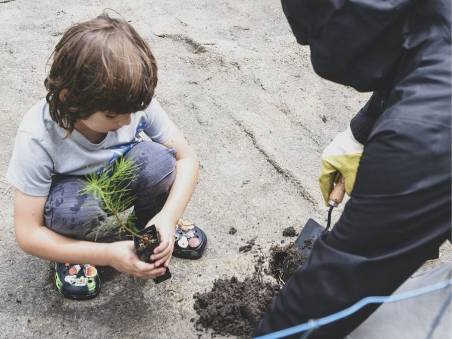 Child planting tree in the ground
