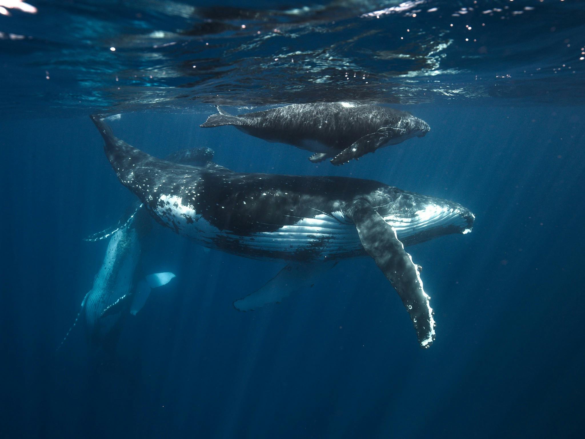 SWIM WITH THE WHALES SWIM WITH THE WHALES