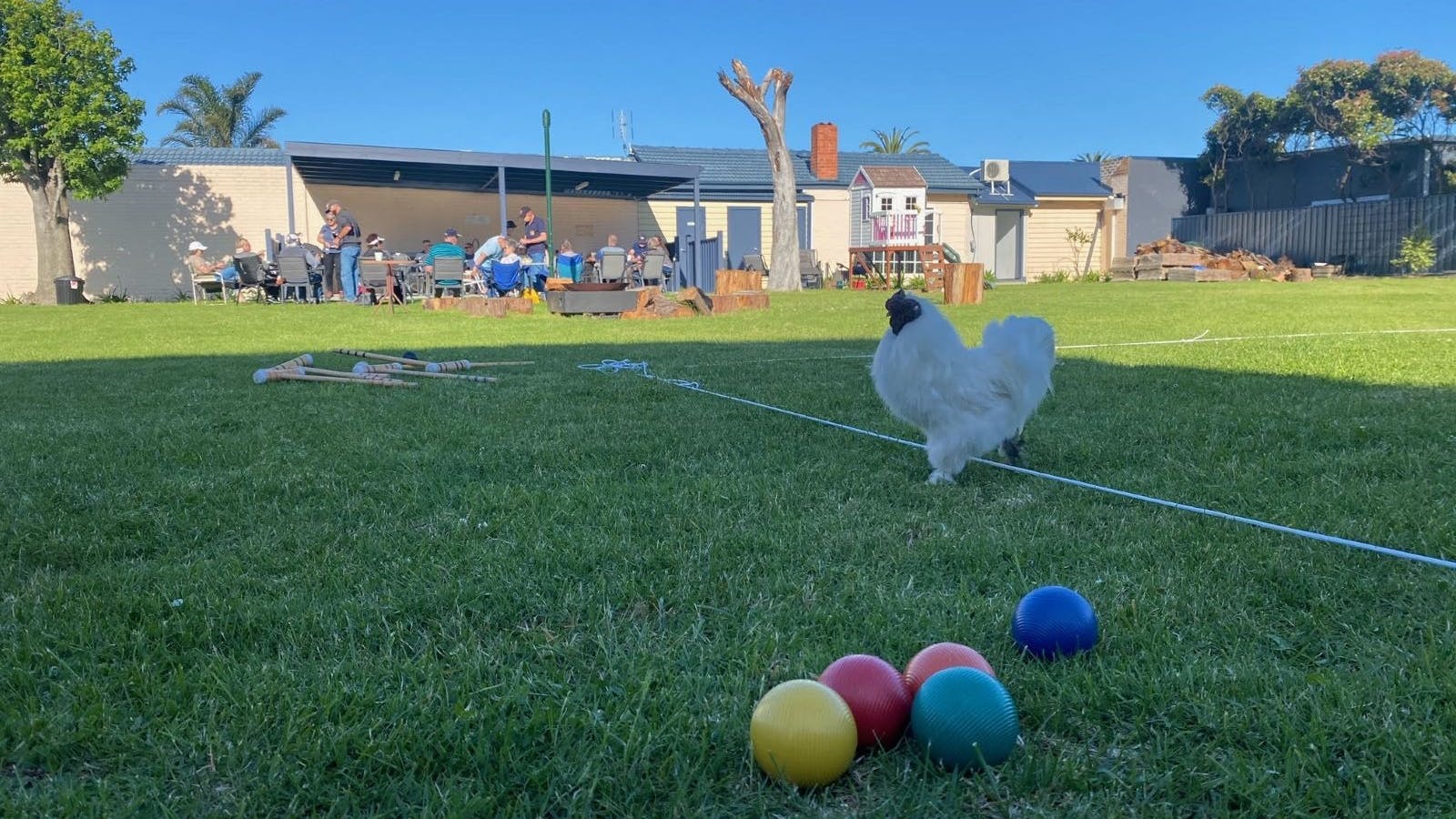 lawn bowls and chicken