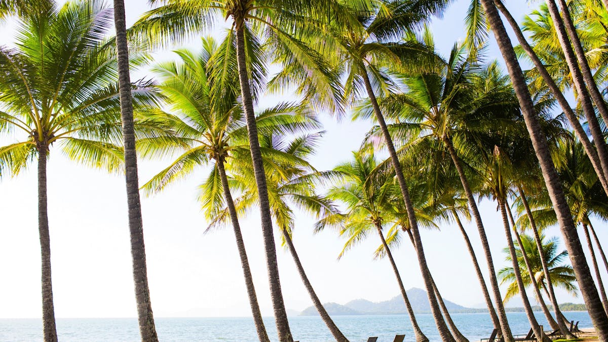 Lancemore Alamanda Palm Cove Conferencing Relax Beachfront