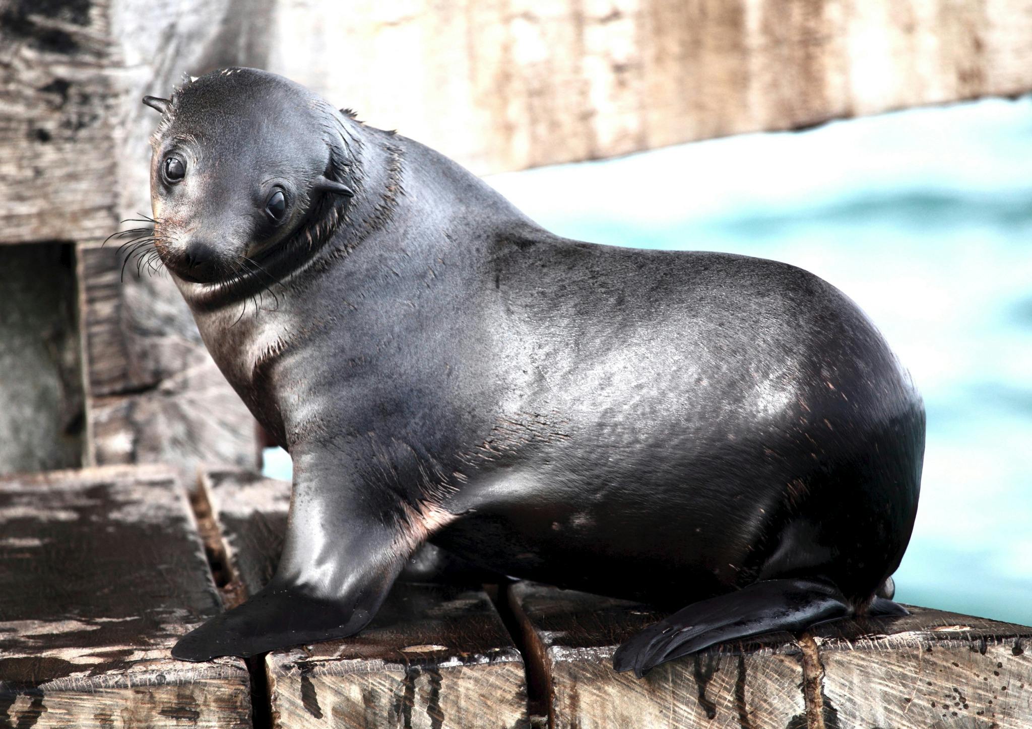 Australian fur seal Polperro wildlife tour