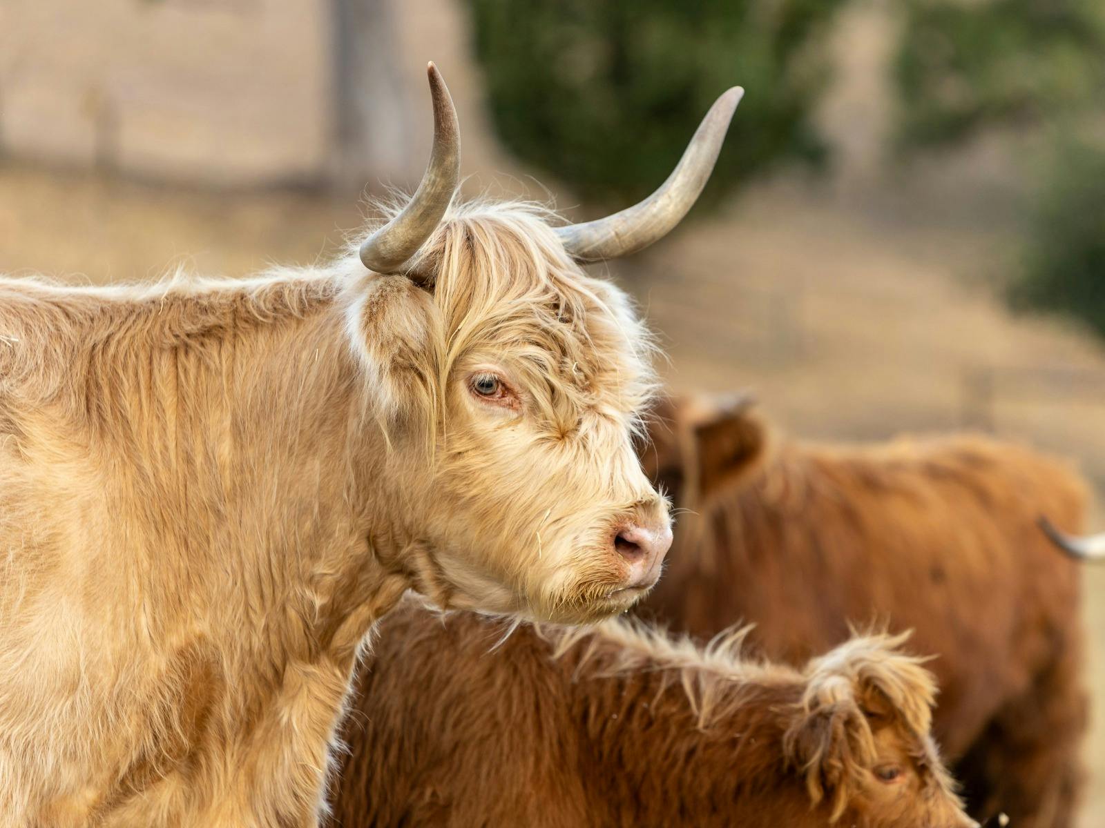 Experience the joy of brushing, feeding, and leading our lovable highland cows in the paddock