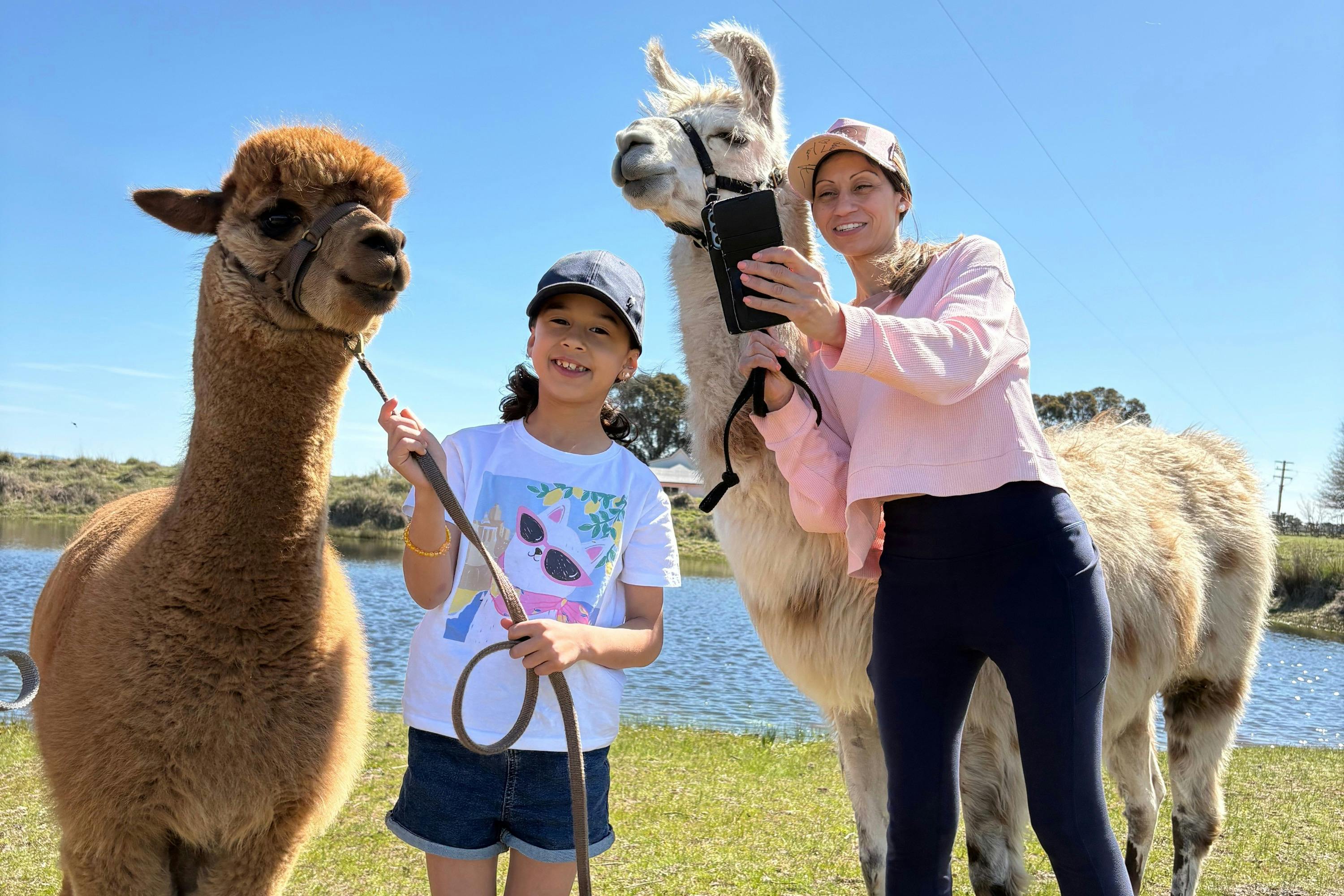 Taking selfies with our alpacas and llamas