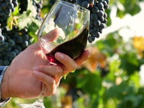 Organically Different: The organic degustation and wine experience.