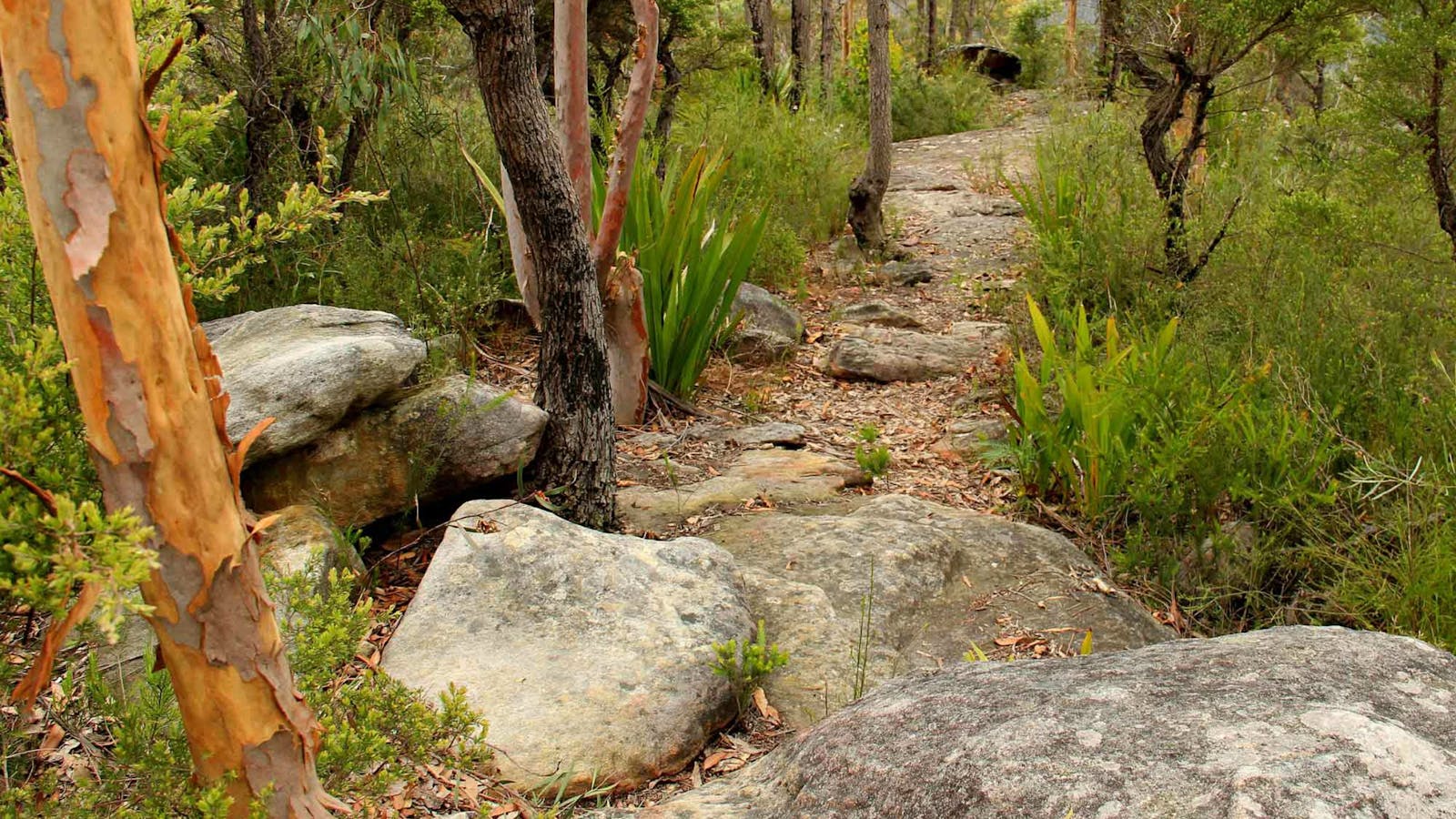 Mount Olive Trail