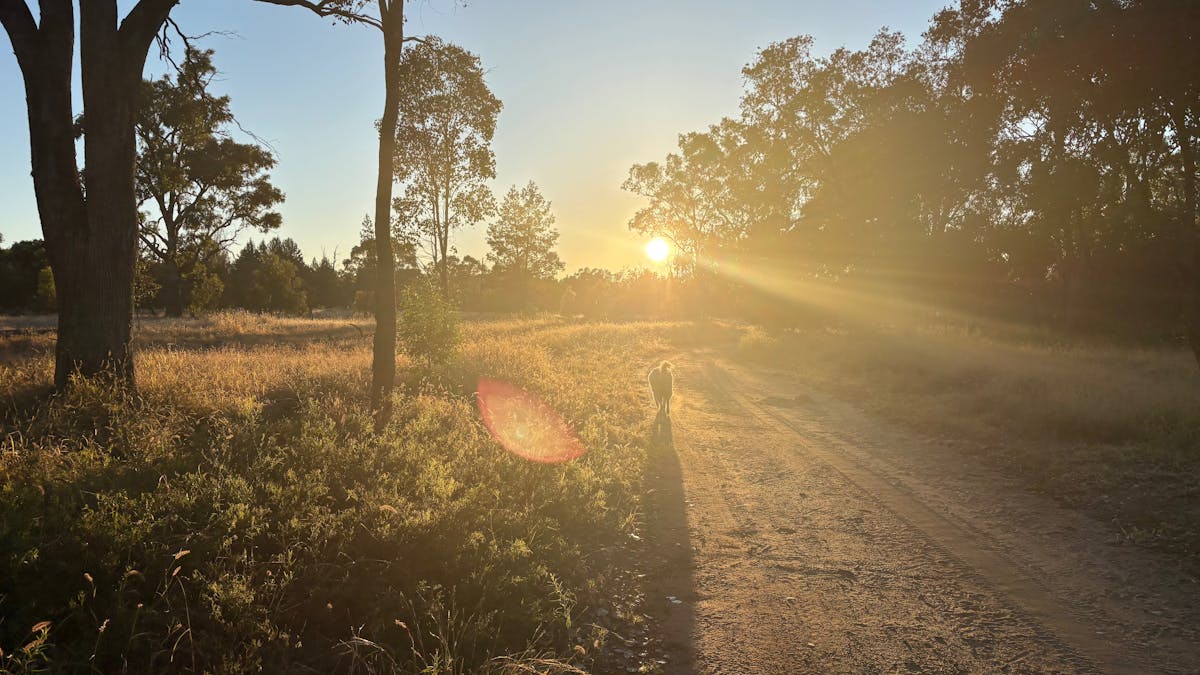 Morning walks out of the park in the surrounding bushland