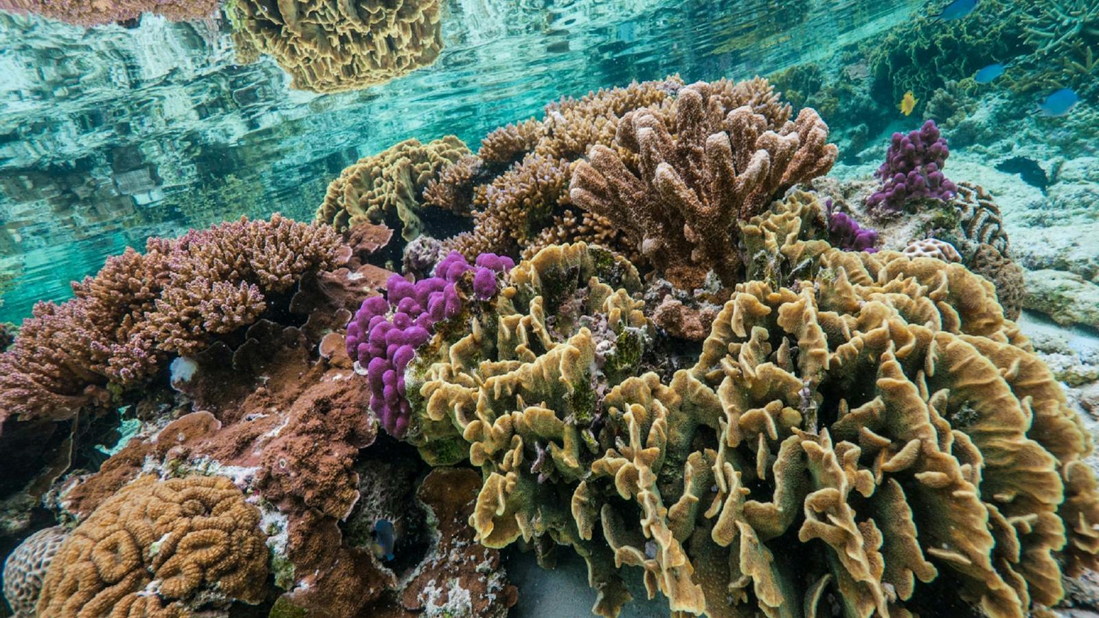 North West Island Reef