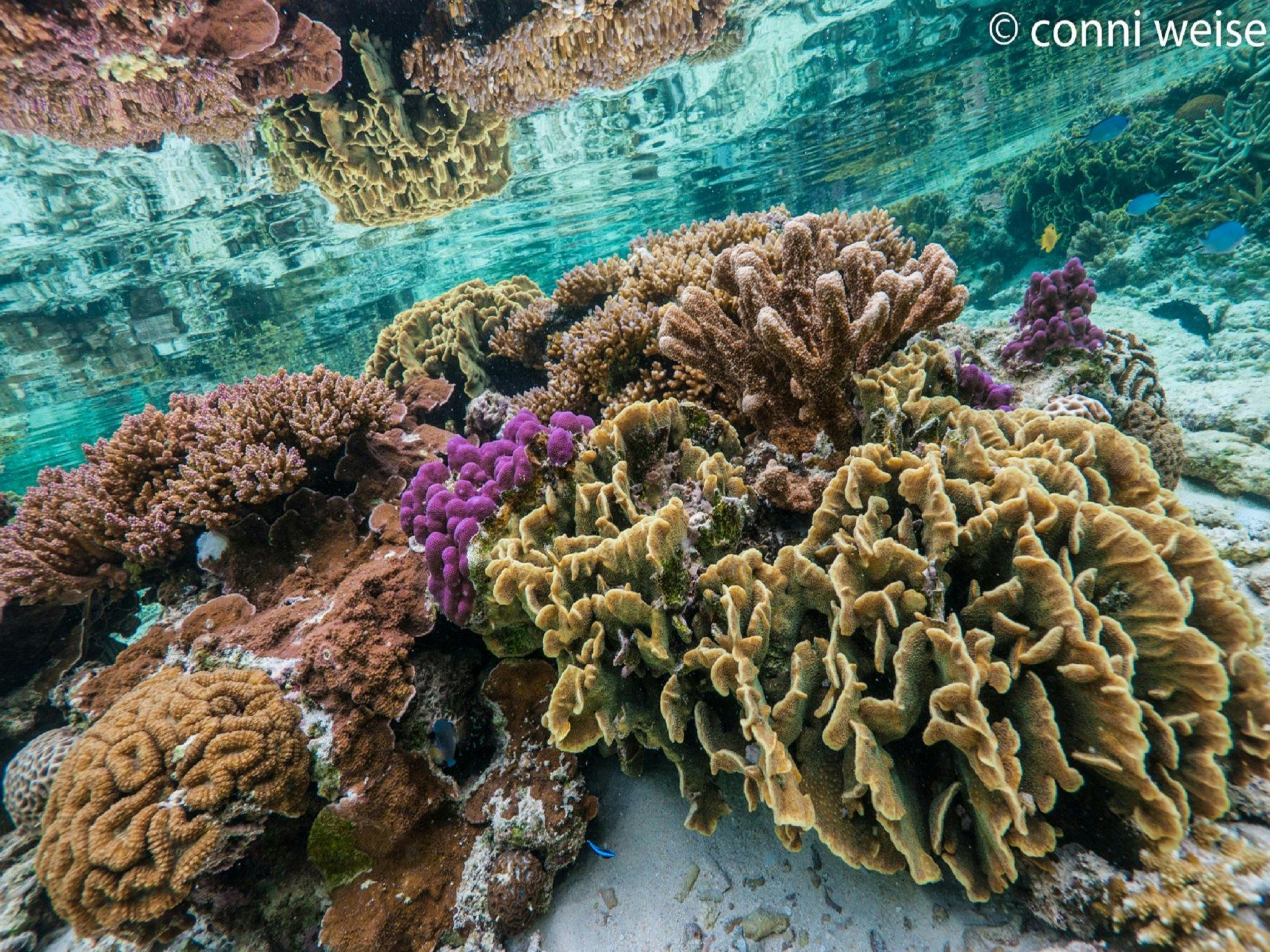 North West Island Reef