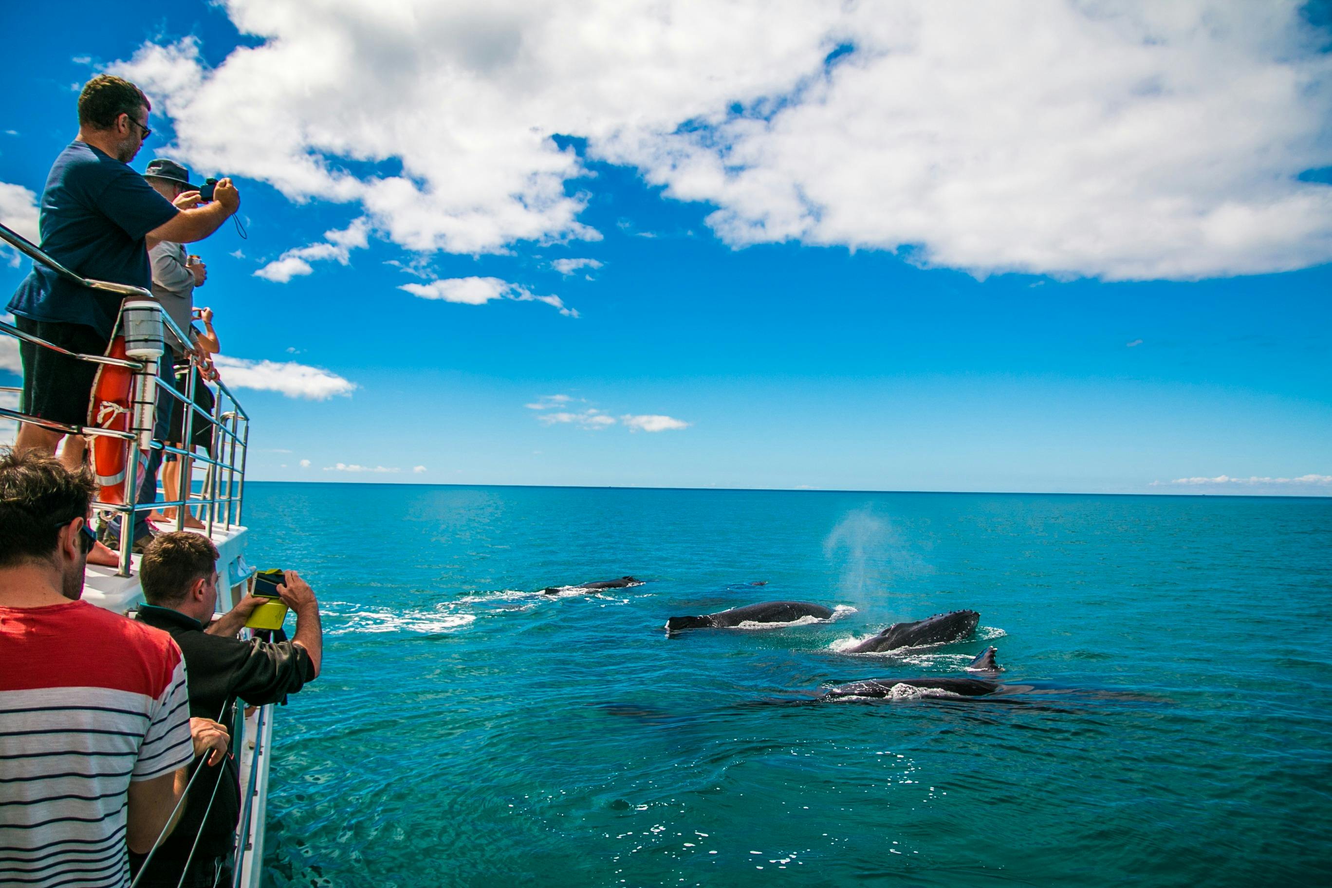 Whale Watching on Latitude 22